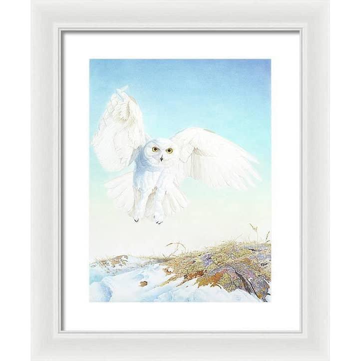 Snowy Owl - Framed Print | Artwork by Glen Loates