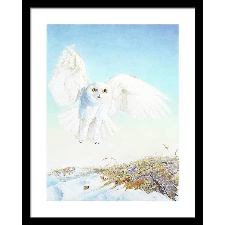 Snowy Owl - Framed Print | Artwork by Glen Loates