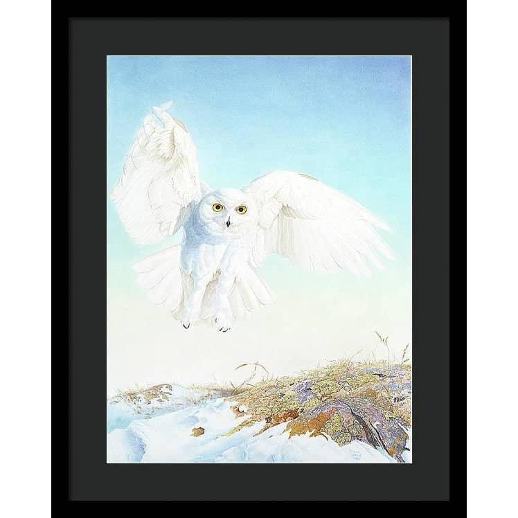 Snowy Owl - Framed Print | Artwork by Glen Loates