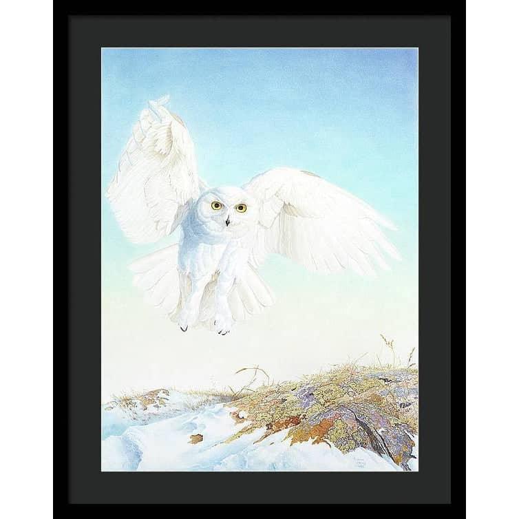 Snowy Owl - Framed Print | Artwork by Glen Loates