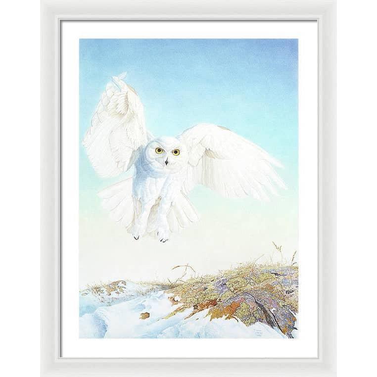 Snowy Owl - Framed Print | Artwork by Glen Loates