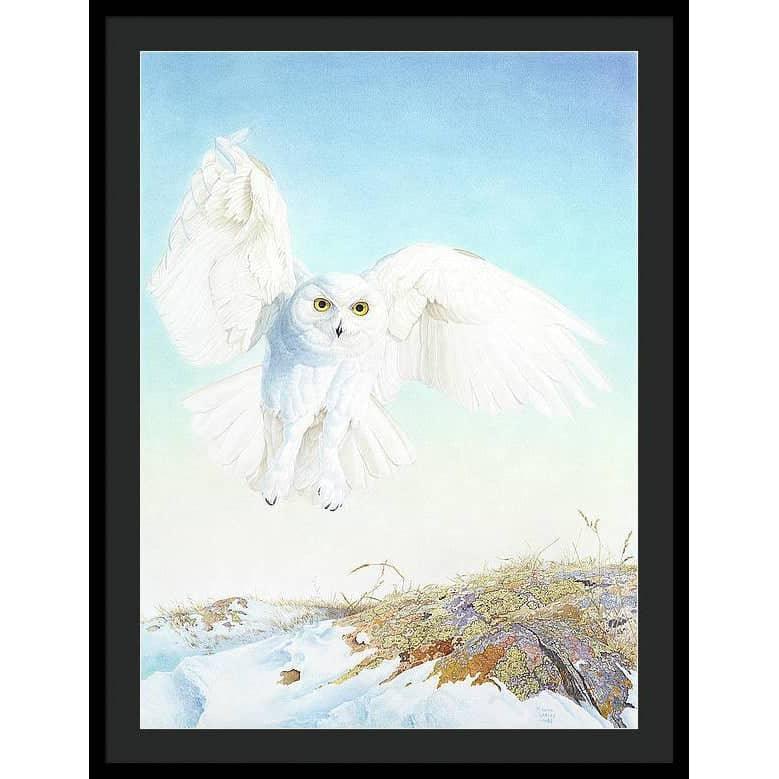 Snowy Owl - Framed Print | Artwork by Glen Loates