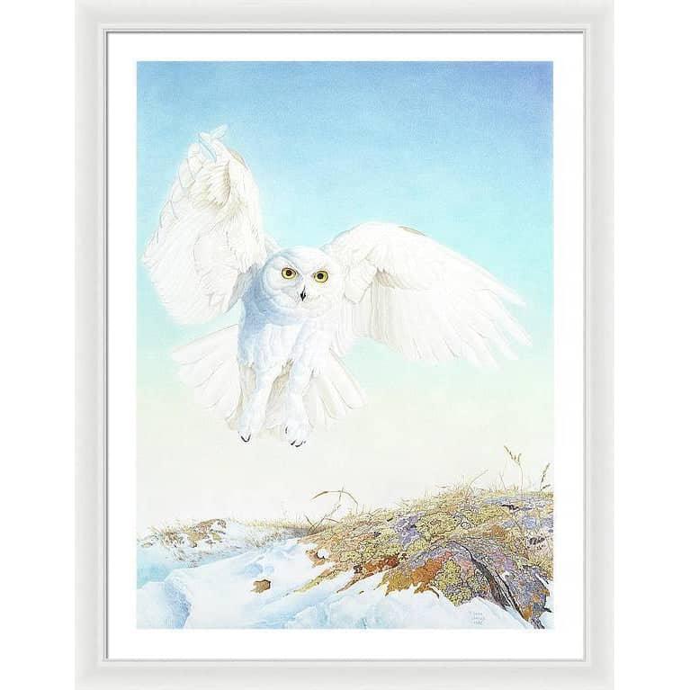 Snowy Owl - Framed Print | Artwork by Glen Loates