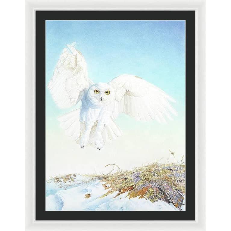 Snowy Owl - Framed Print | Artwork by Glen Loates