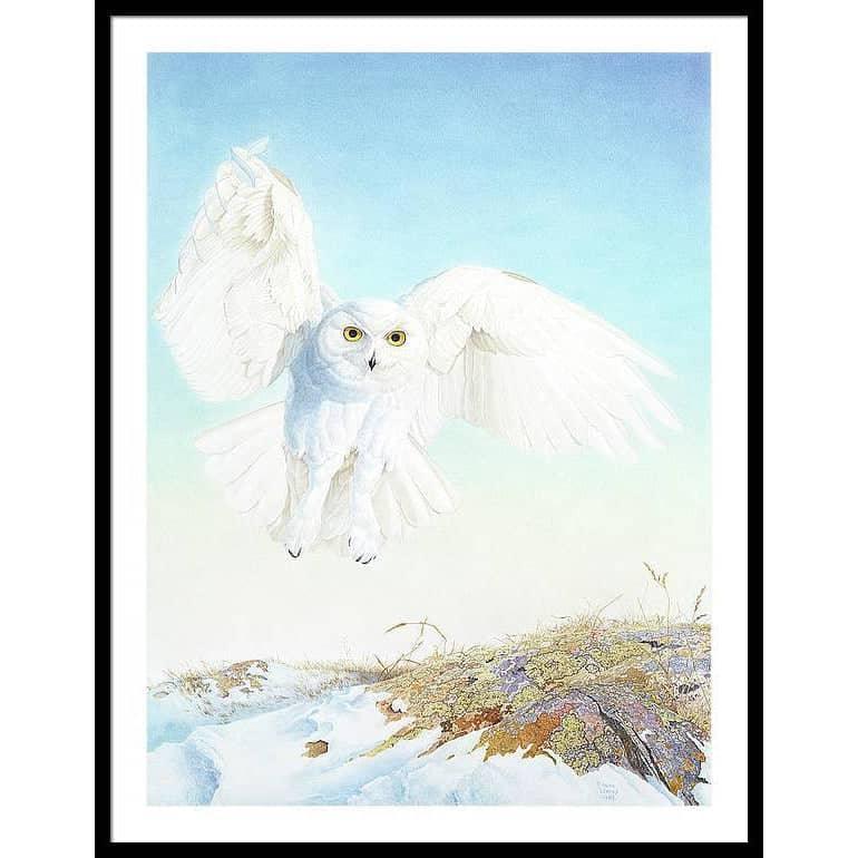 Snowy Owl - Framed Print | Artwork by Glen Loates