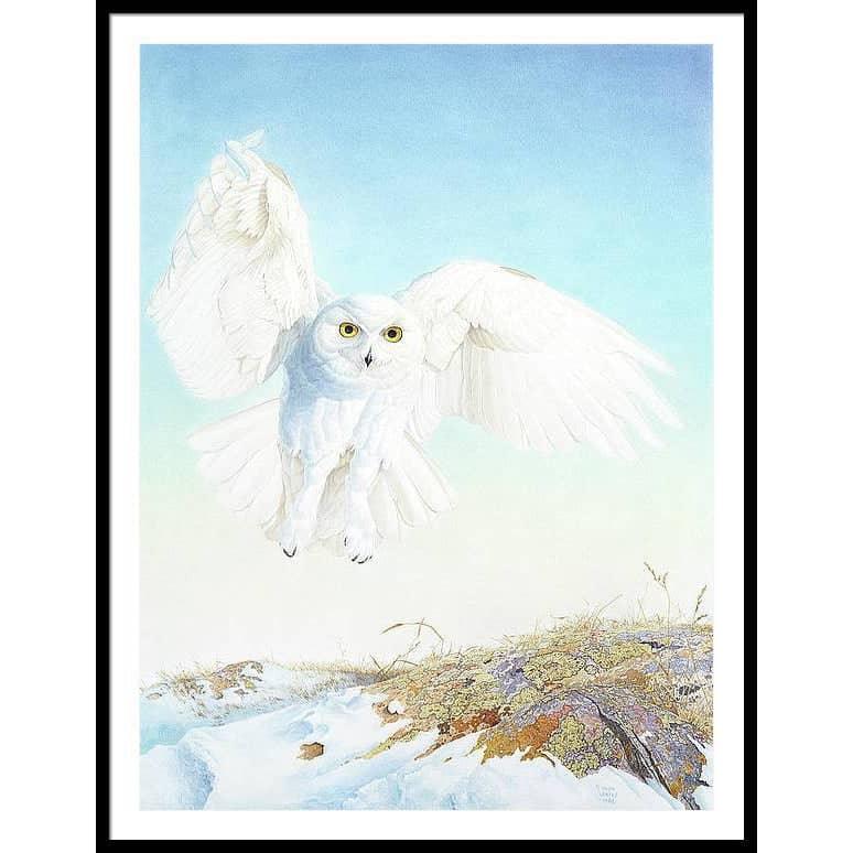 Snowy Owl - Framed Print | Artwork by Glen Loates