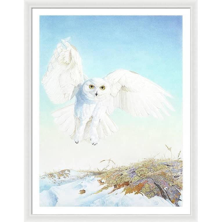 Snowy Owl - Framed Print | Artwork by Glen Loates