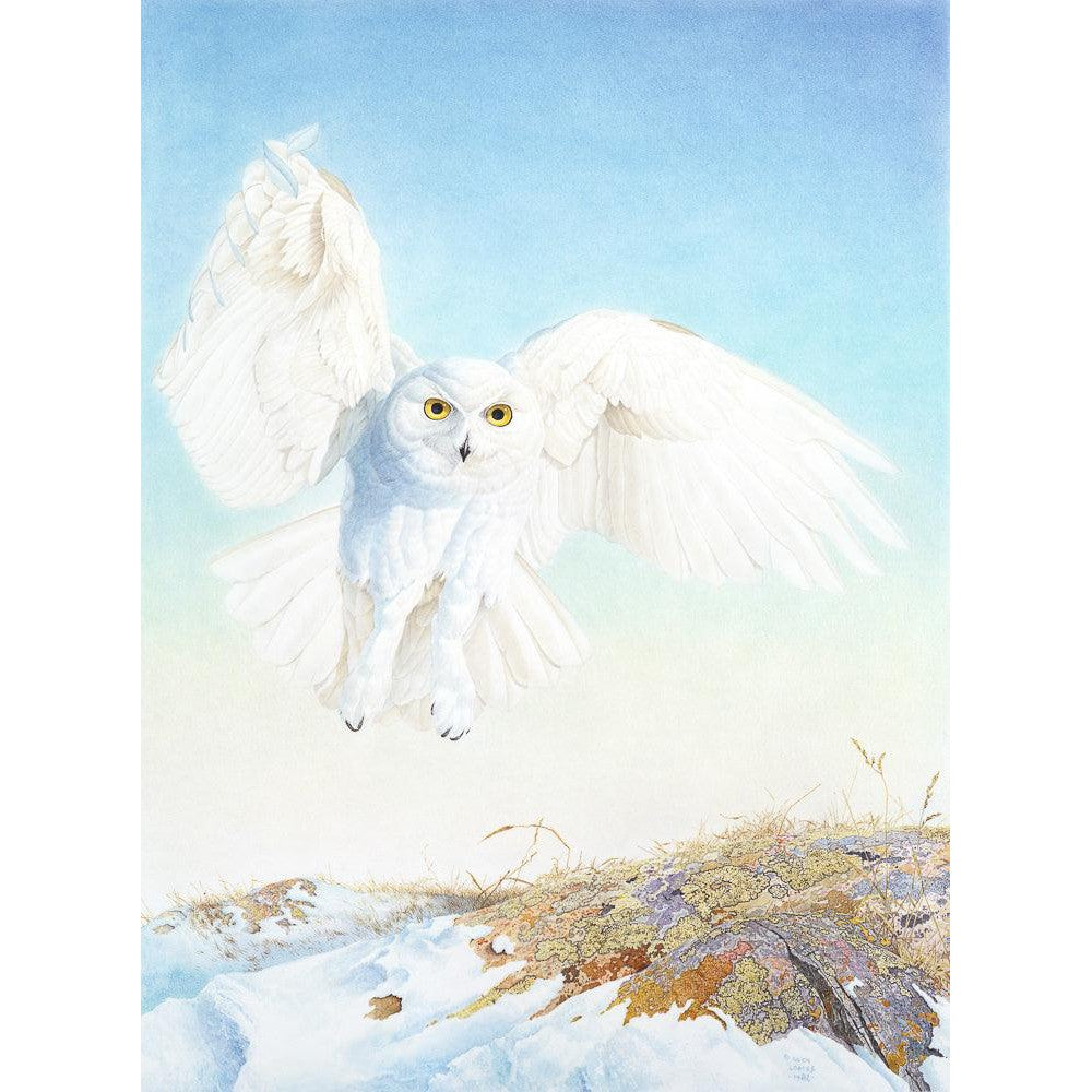 Snowy Owl - Framed Print | Artwork by Glen Loates