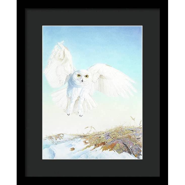Snowy Owl - Framed Print | Artwork by Glen Loates