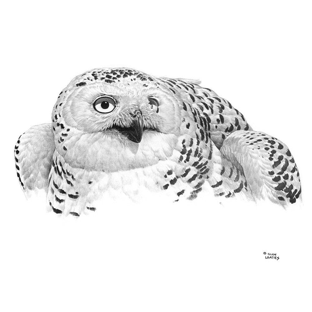 Snowy Owl Portrait - Art Print | Artwork by Glen Loates