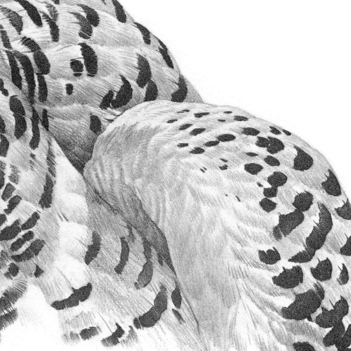 Snowy Owl Portrait - Canvas Print | Artwork by Glen Loates