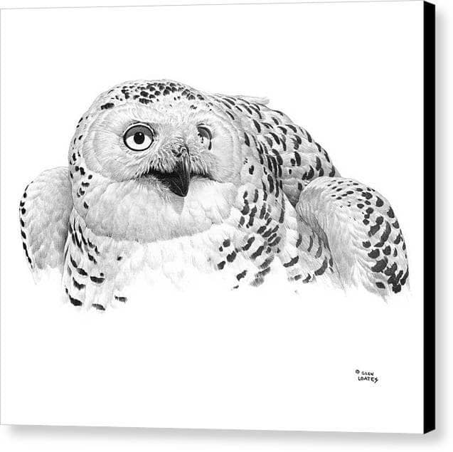 Snowy Owl Portrait - Canvas Print | Artwork by Glen Loates