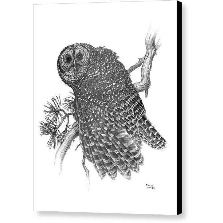 Spotted Owl - Canvas Print | Artwork by Glen Loates
