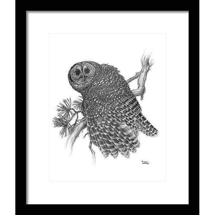 Spotted Owl - Framed Print | Artwork by Glen Loates
