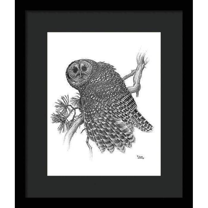 Spotted Owl - Framed Print | Artwork by Glen Loates