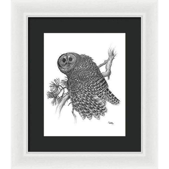 Spotted Owl - Framed Print | Artwork by Glen Loates