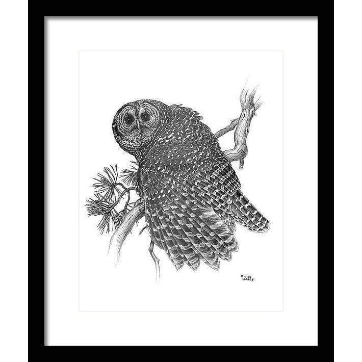 Spotted Owl - Framed Print | Artwork by Glen Loates