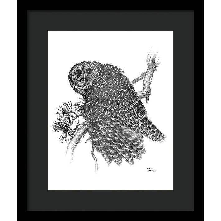 Spotted Owl - Framed Print | Artwork by Glen Loates
