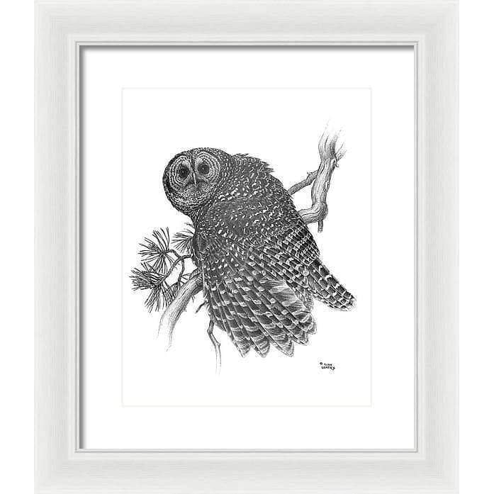 Spotted Owl - Framed Print | Artwork by Glen Loates