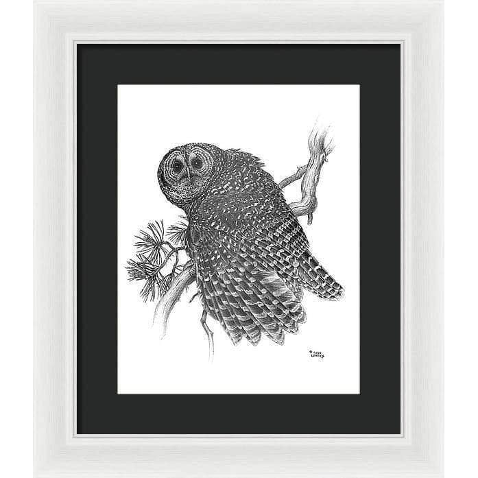 Spotted Owl - Framed Print | Artwork by Glen Loates