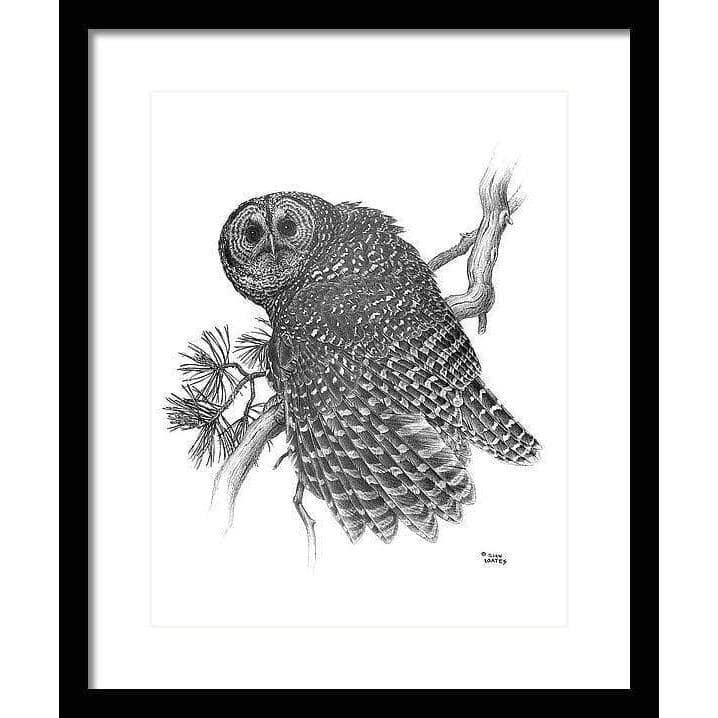 Spotted Owl - Framed Print | Artwork by Glen Loates