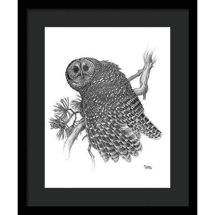 Spotted Owl - Framed Print | Artwork by Glen Loates