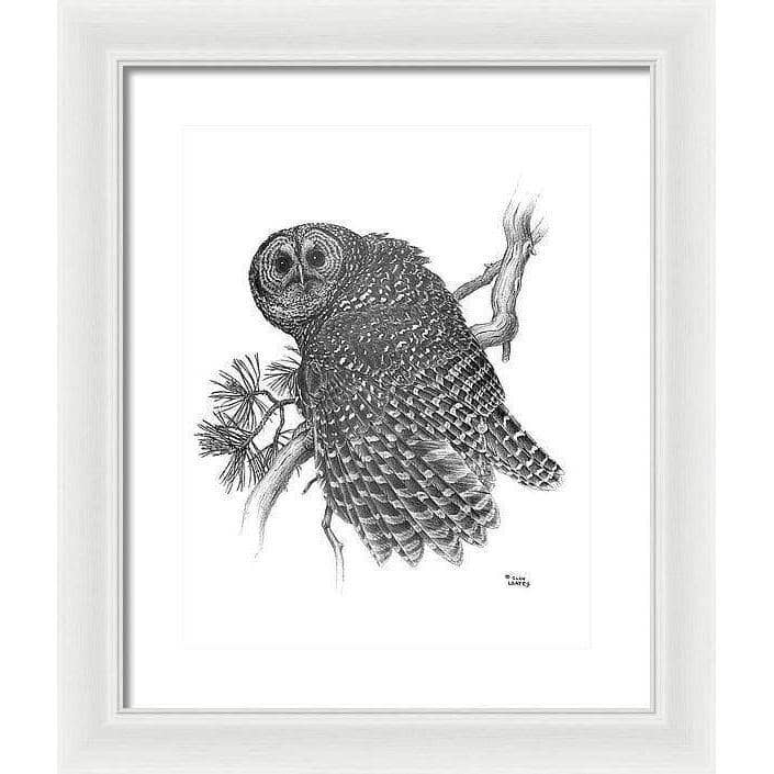 Spotted Owl - Framed Print | Artwork by Glen Loates