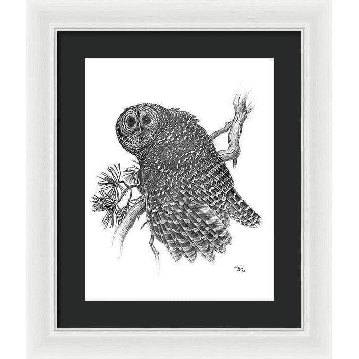 Spotted Owl - Framed Print | Artwork by Glen Loates