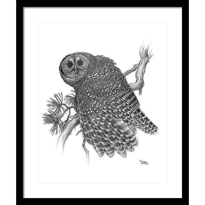 Spotted Owl - Framed Print | Artwork by Glen Loates