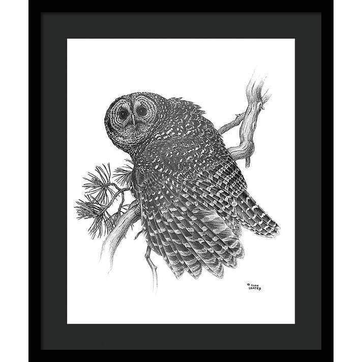 Spotted Owl - Framed Print | Artwork by Glen Loates