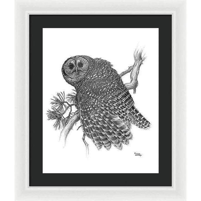 Spotted Owl - Framed Print | Artwork by Glen Loates