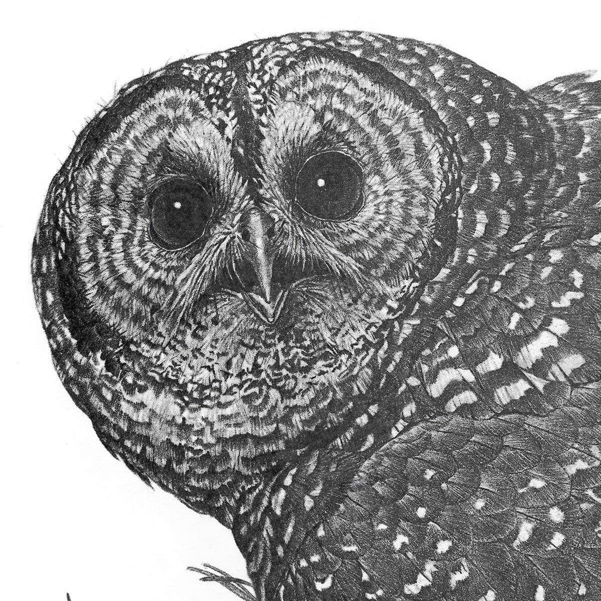 Spotted Owl - Framed Print | Artwork by Glen Loates