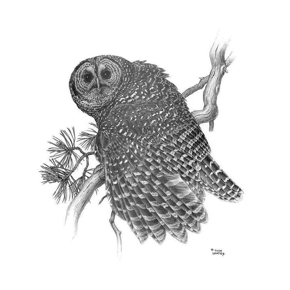 Spotted Owl - Framed Print | Artwork by Glen Loates
