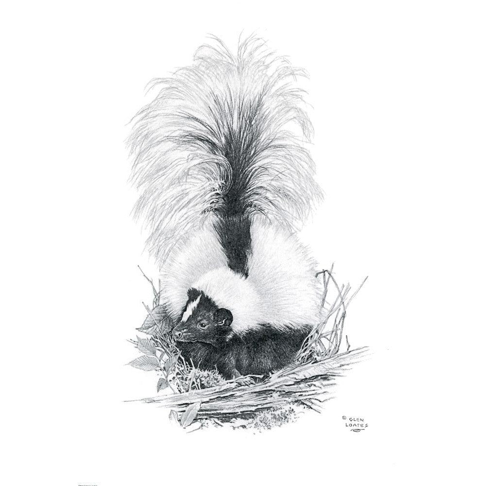 Striped Skunk - Canvas Print | Artwork by Glen Loates