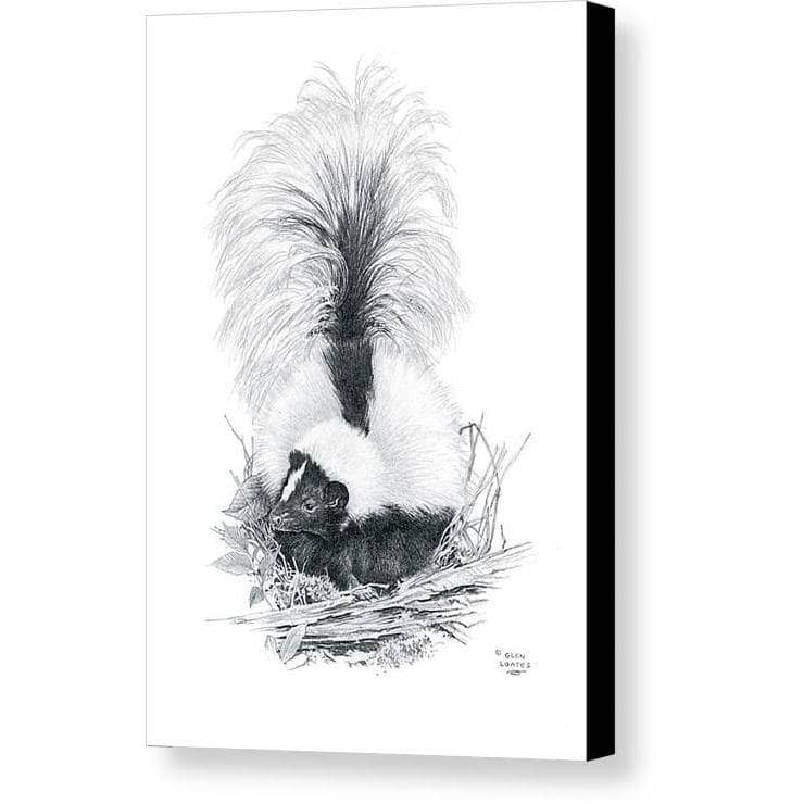 Striped Skunk - Canvas Print | Artwork by Glen Loates