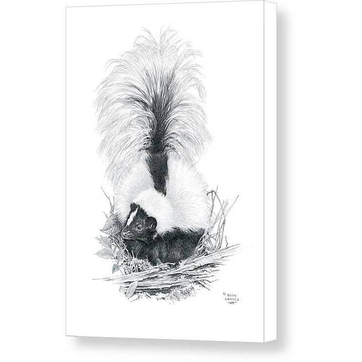 Striped Skunk - Canvas Print | Artwork by Glen Loates