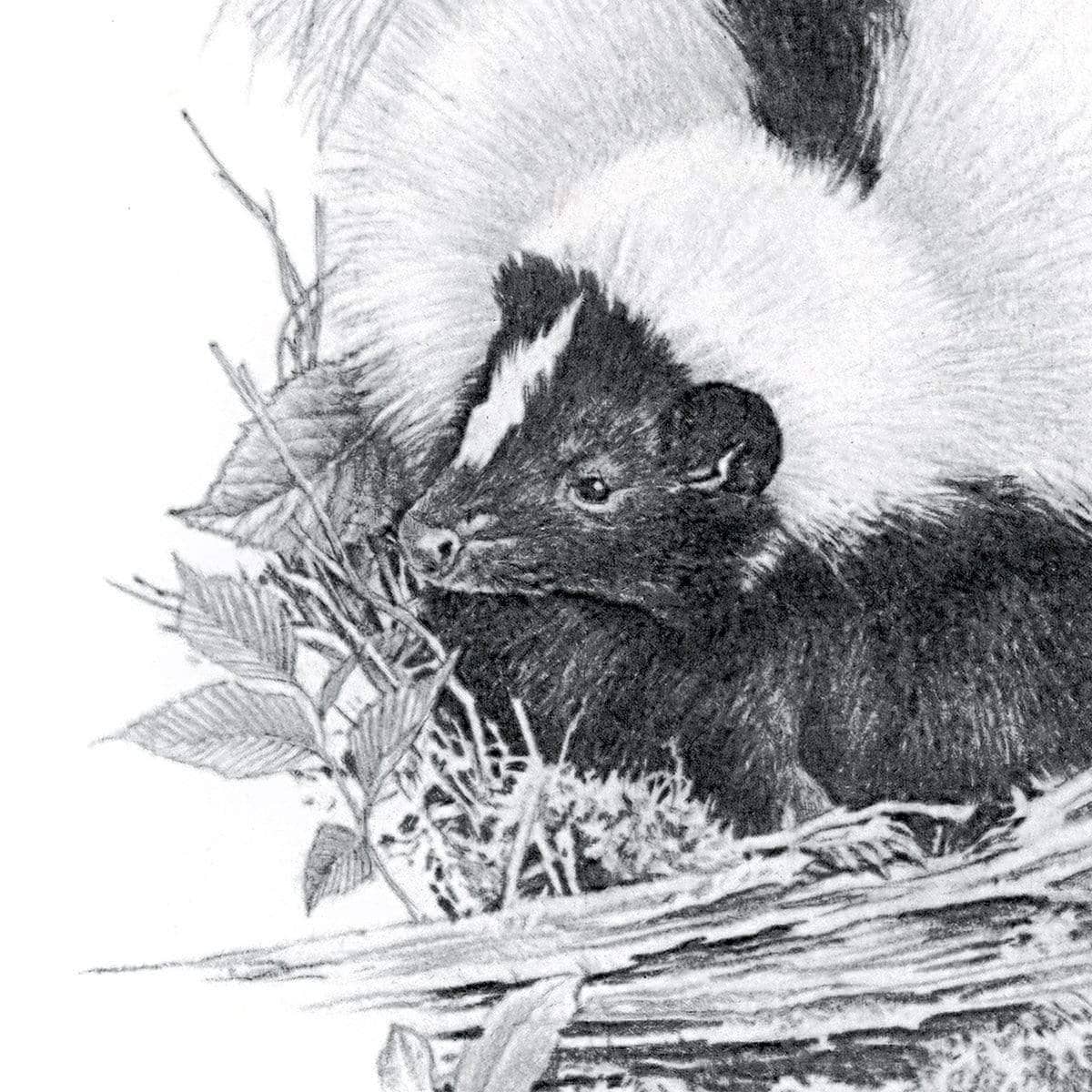 Striped Skunk - Framed Print | Artwork by Glen Loates