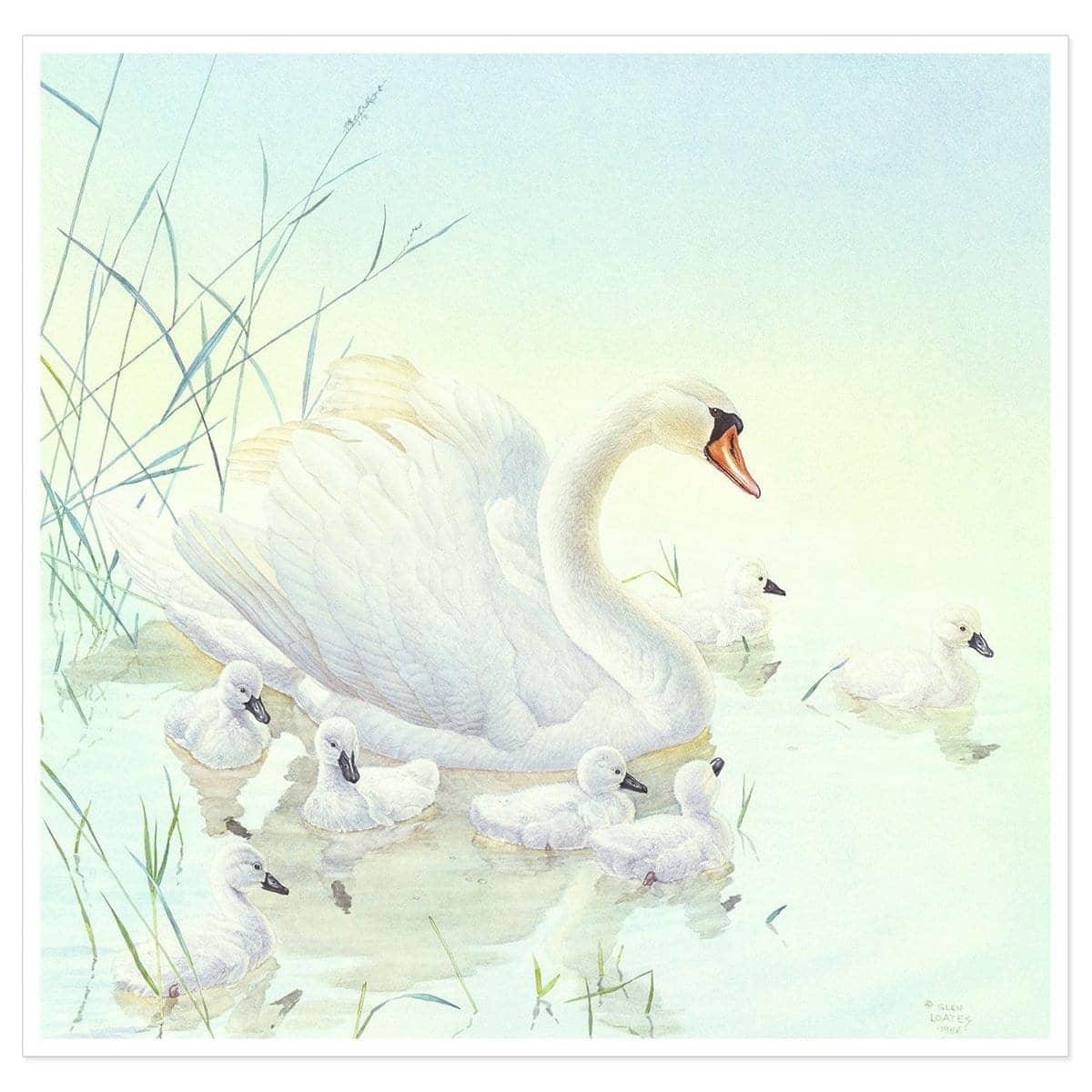 Swan Family - Art Print | Artwork by Glen Loates