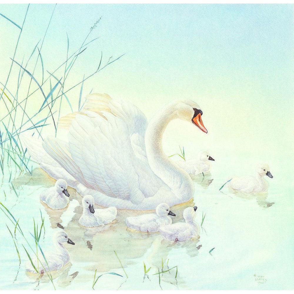 Swan Family - Art Print | Artwork by Glen Loates