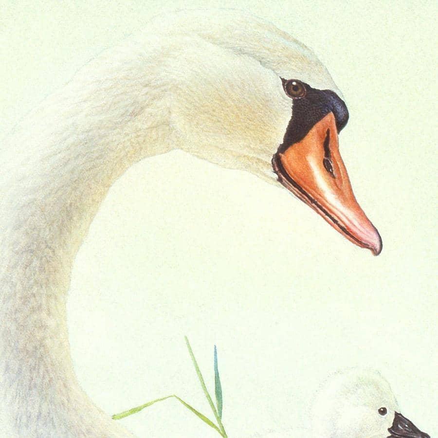 Swan Family - Canvas Print | Artwork by Glen Loates