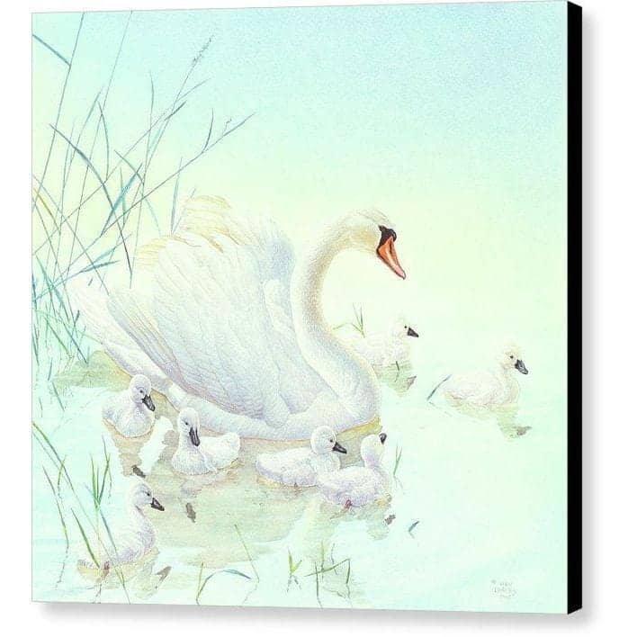 Swan Family - Canvas Print | Artwork by Glen Loates