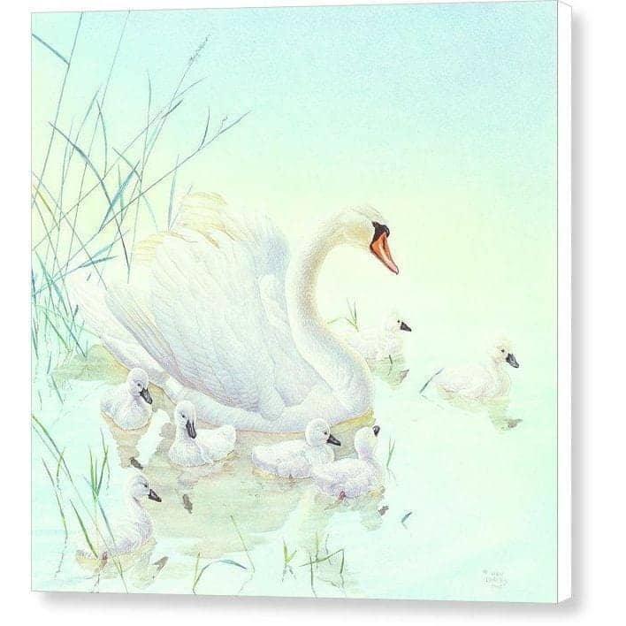 Swan Family - Canvas Print | Artwork by Glen Loates