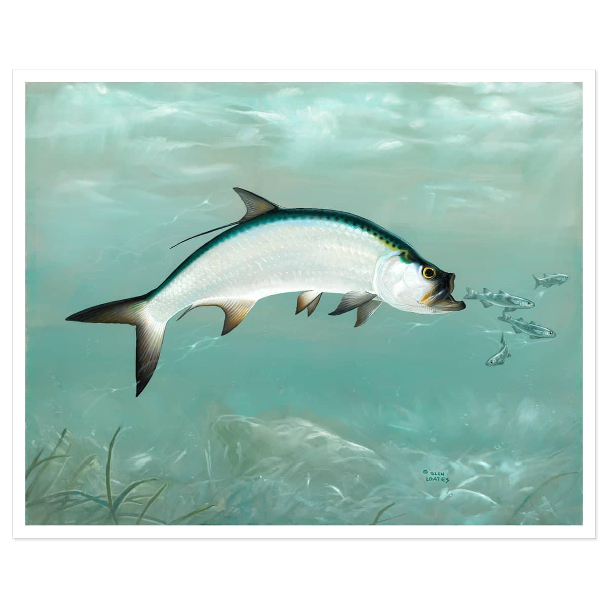 Tarpon - Art Print | Artwork by Glen Loates