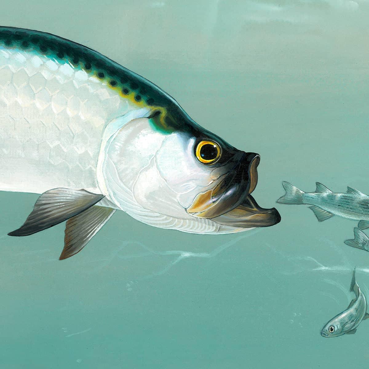 Tarpon - Canvas Print | Artwork by Glen Loates