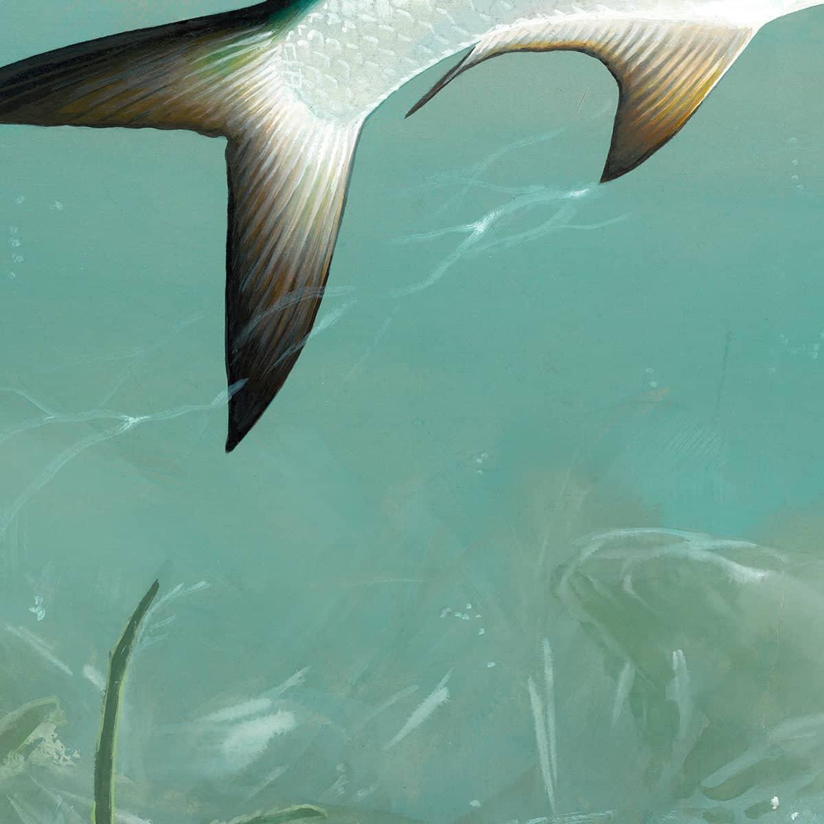 Tarpon - Canvas Print | Artwork by Glen Loates