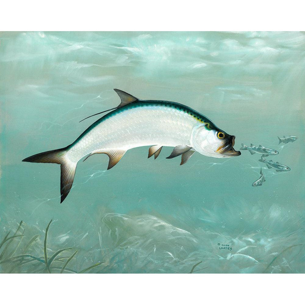 Tarpon - Canvas Print | Artwork by Glen Loates