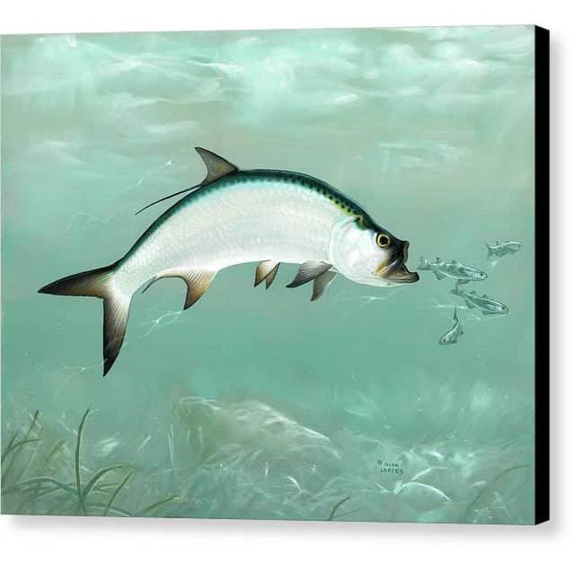 Tarpon - Canvas Print | Artwork by Glen Loates