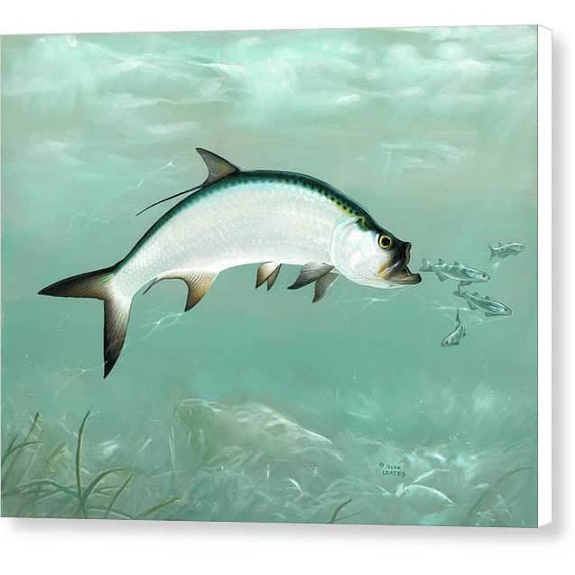 Tarpon - Canvas Print | Artwork by Glen Loates