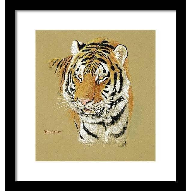 Tiger Portrait - Framed Print | Artwork by Glen Loates