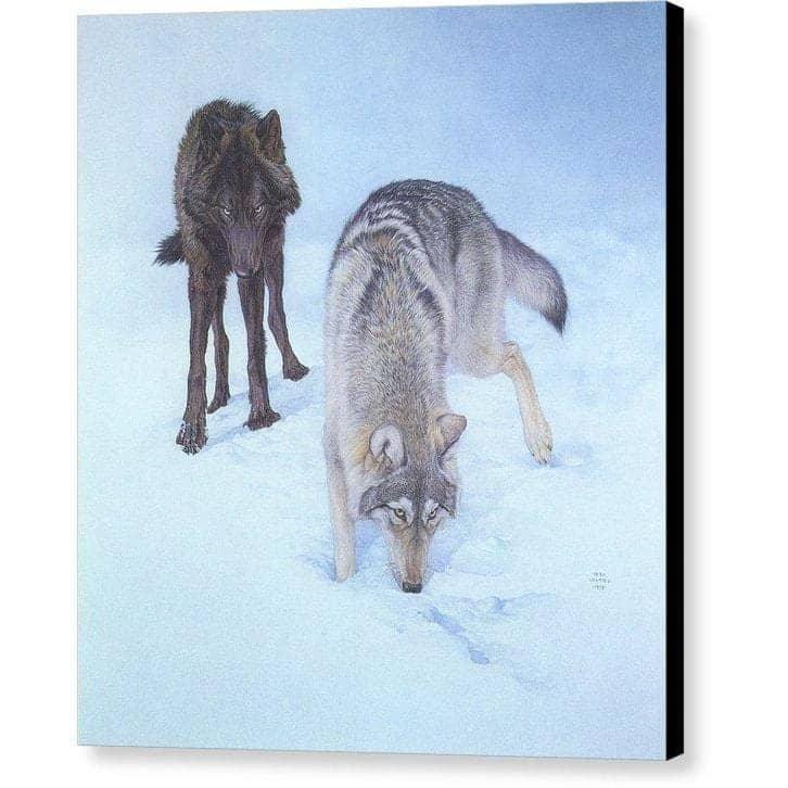 Tracking The Scent - Canvas Print | Artwork by Glen Loates